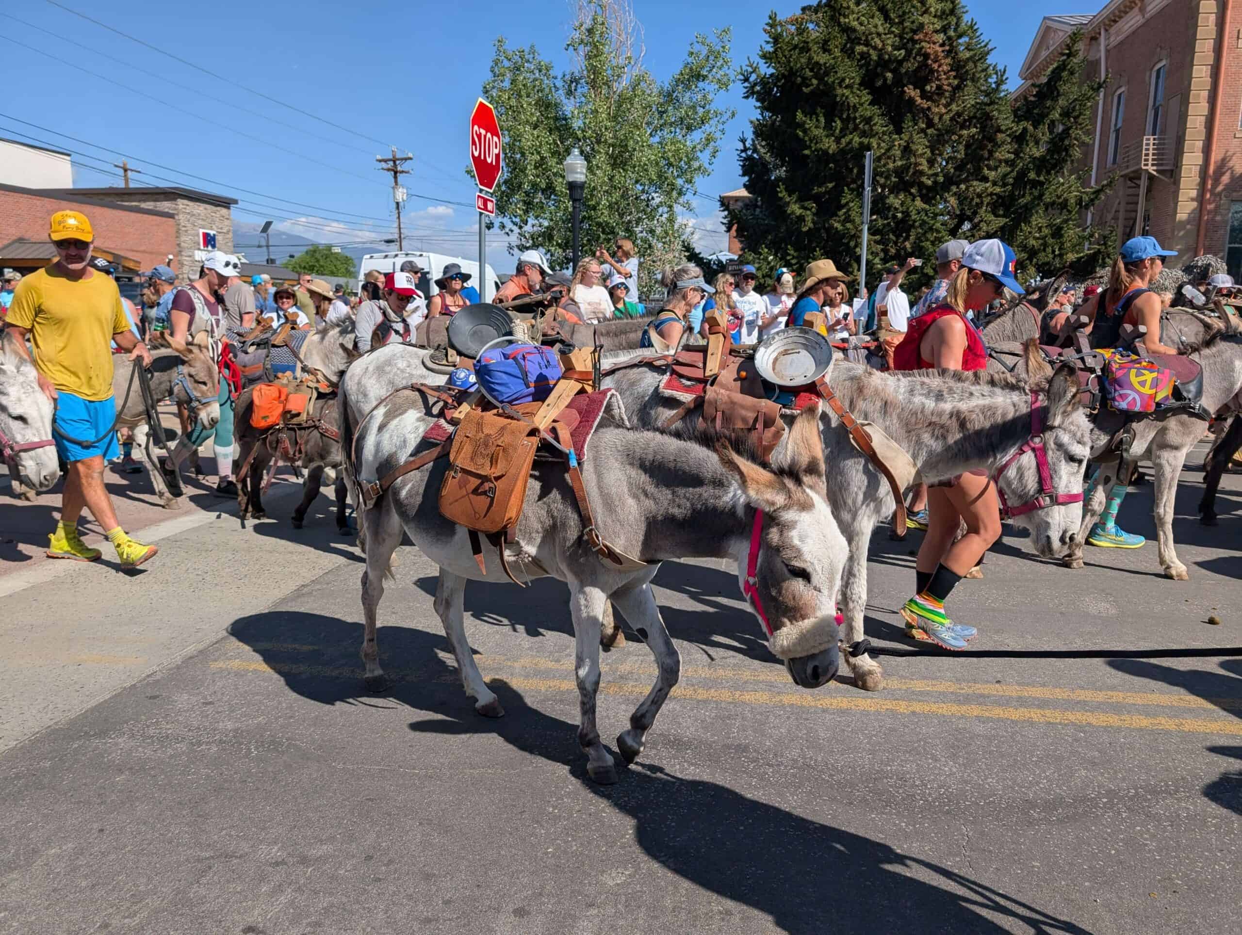 PXL_20250810_154943794 The starting line of a pack burro race